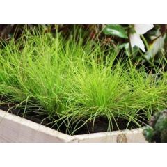 Kostrzewa sina 'Golden Toupee'